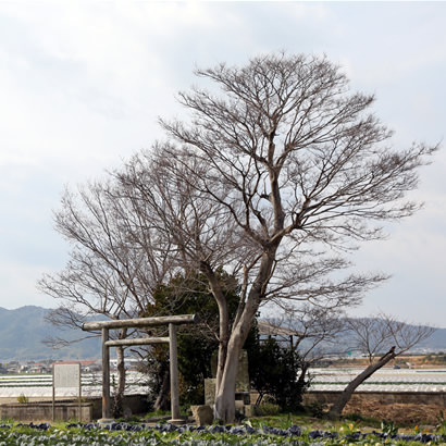 Legendary Site of the Kuniumi Story: Ashihara-koku